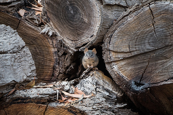 yellow-footed antechinus  13/03/19
