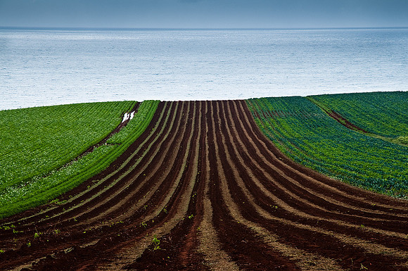 Veggies with a view