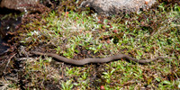 White-lipped Snake
