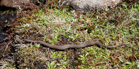 White-lipped Snake