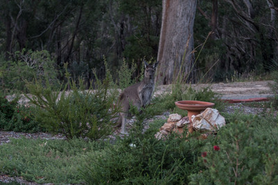 Western Grey visits the bird bath 19/04/19