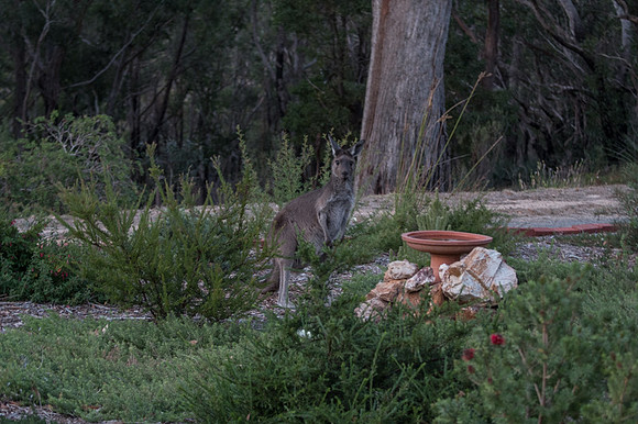 Western Grey visits the bird bath 19/04/19