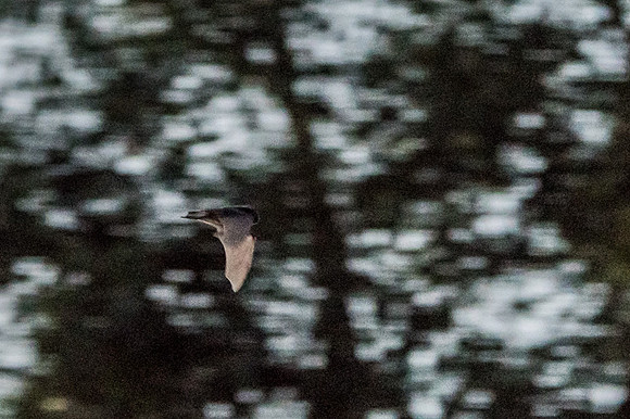 Bat , hard to photograph ! I'll keep trying. 19/04/19