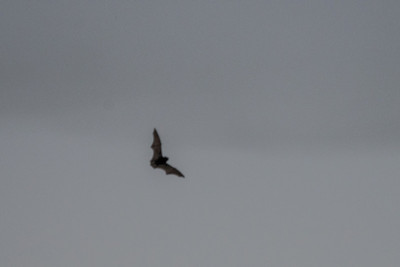 Bat , hard to photograph ! I'll keep trying. 19/04/19