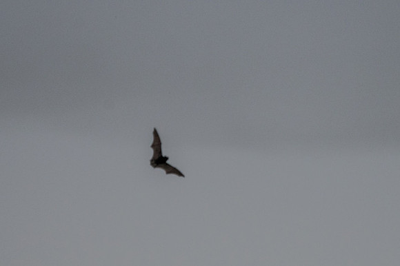 Bat , hard to photograph ! I'll keep trying. 19/04/19
