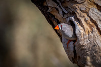 Australian Native Birds