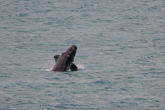 southern right whales, Head of the Bight S.A (12 pics)).
