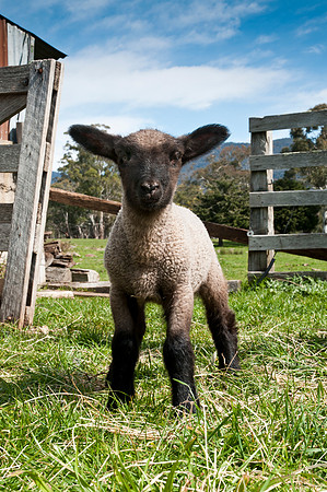 Black-faced lamb