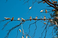 Corellas