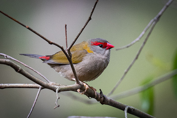 Red-browed firetail   01-02-2022
