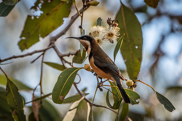 Eastern Spinebill  21-06-19