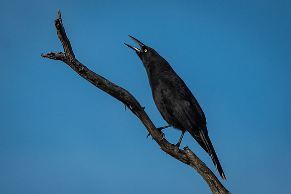 Grey Currawong  21-06-19