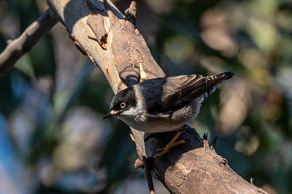Varied Sitella  21-06-19