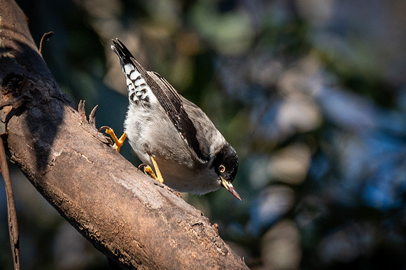 Varied Sitella  21-06-19