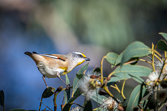 Striated Pardalote  22-06-19