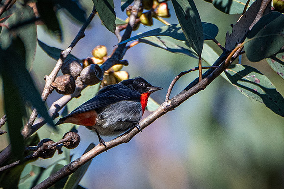 Mistletoebird  22-06-19