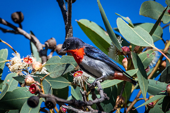 Mistletoebird  22-06-19