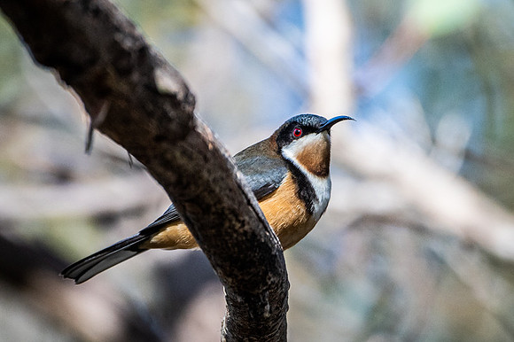 Eastern Spinebill  21-06-19