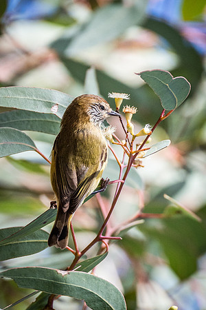Striated Thornbill  21-06-19