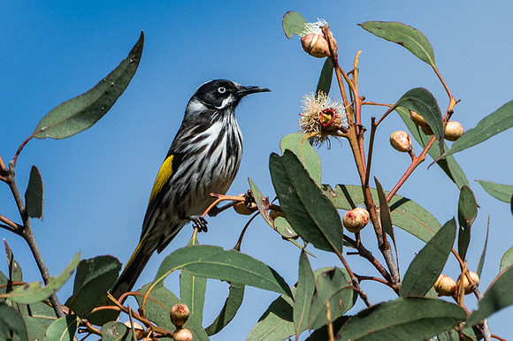 New Holland Honeyeater  21-06-19