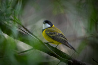Golden Whistler