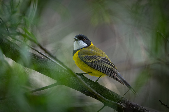 Golden Whistler