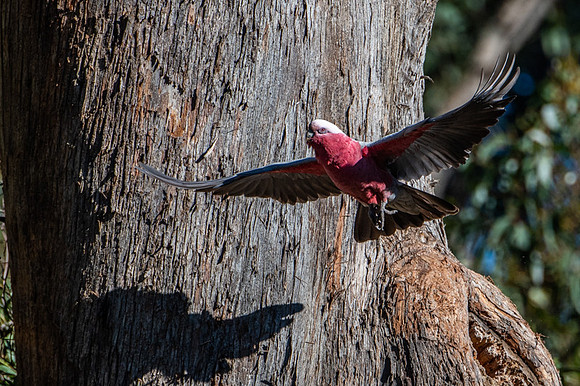 Galah  23-06-19