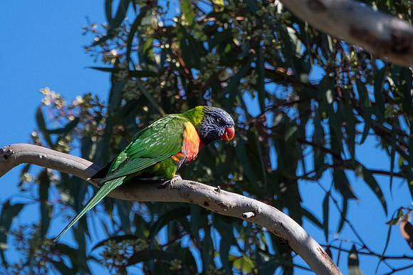 Rainbow Lorikeet  23-06-19