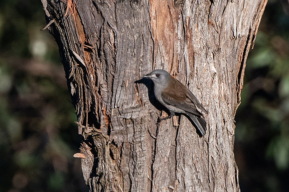 Grey Shrike-Thrush  23-06-19