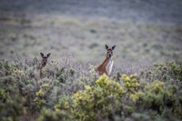 Western grey kangaroo
