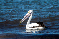 pelican, Fowler's Bay