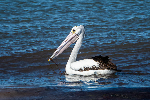 pelican, Fowler's Bay