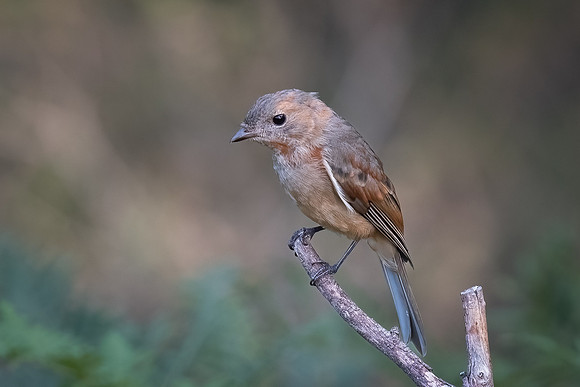 Golden whistler  (juv)  02-01-24