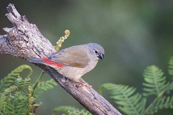 Red-browed firetail (juv)  02-01-24