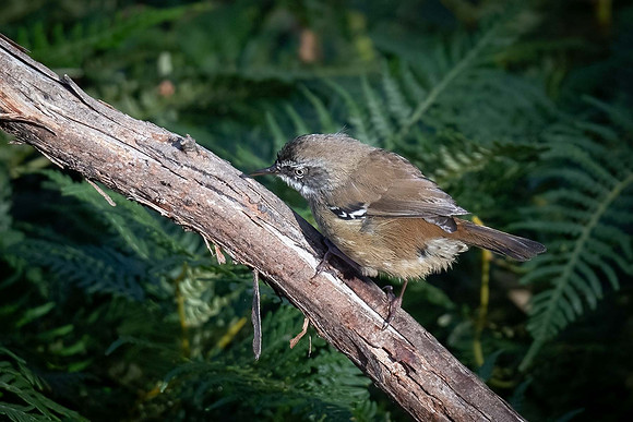 White-browed Scrub-wren  02-01-24