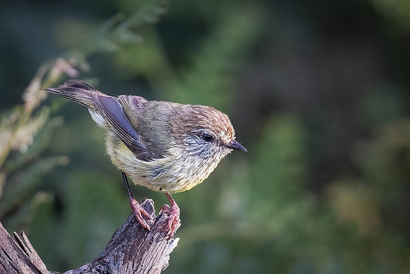 Striated Thornbill  02-01-24