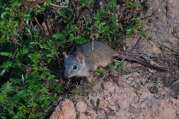 Yellow-footed Antechinus  02-01-24