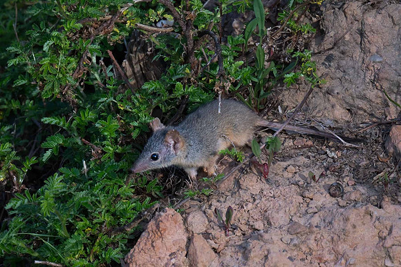 Yellow-footed Antechinus  02-01-24
