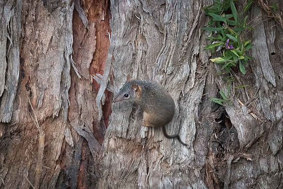 Yellow-footed Antechinus  02-01-24