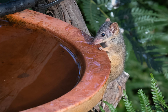 Yellow-footed Antechinus  02-01-24