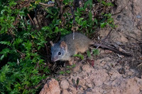 Yellow-footed Antechinus