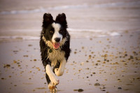 Beach Patrol