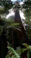 The biggest Tree
