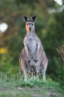 Western Grey Kangaroo