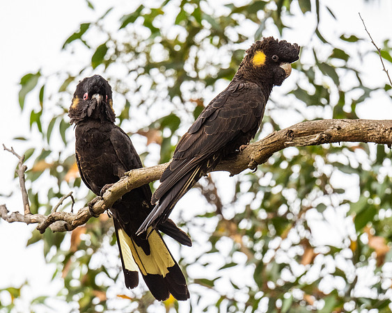 Yellow-tailed black cockatoos  20-02-2022