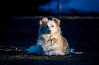 border collie