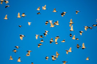Little Corellas