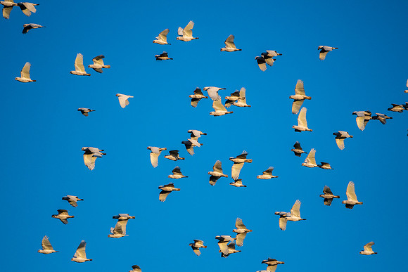 Little Corellas