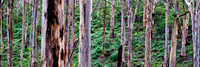 Karri Forest