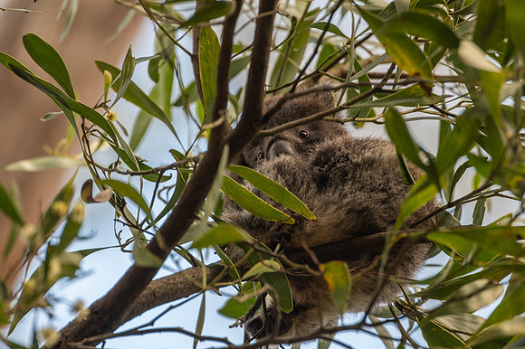 joey  9-09-2019